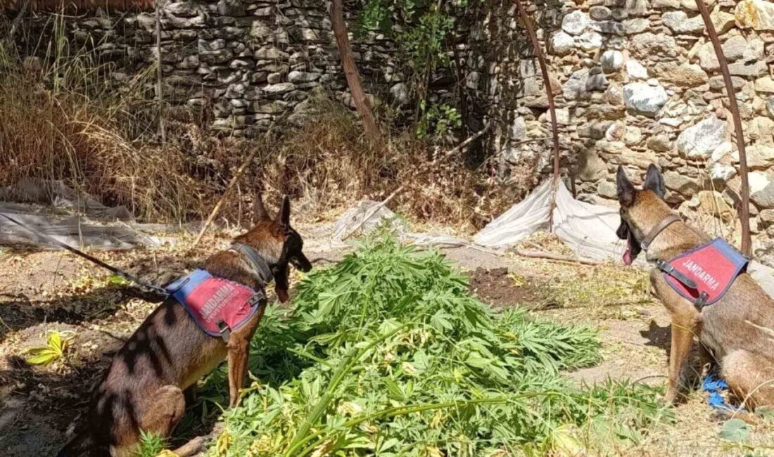 Aydın’ın Nazilli ilçesinde evinde kenevir yetiştirip satan şahıs jandarmanın operasyonu