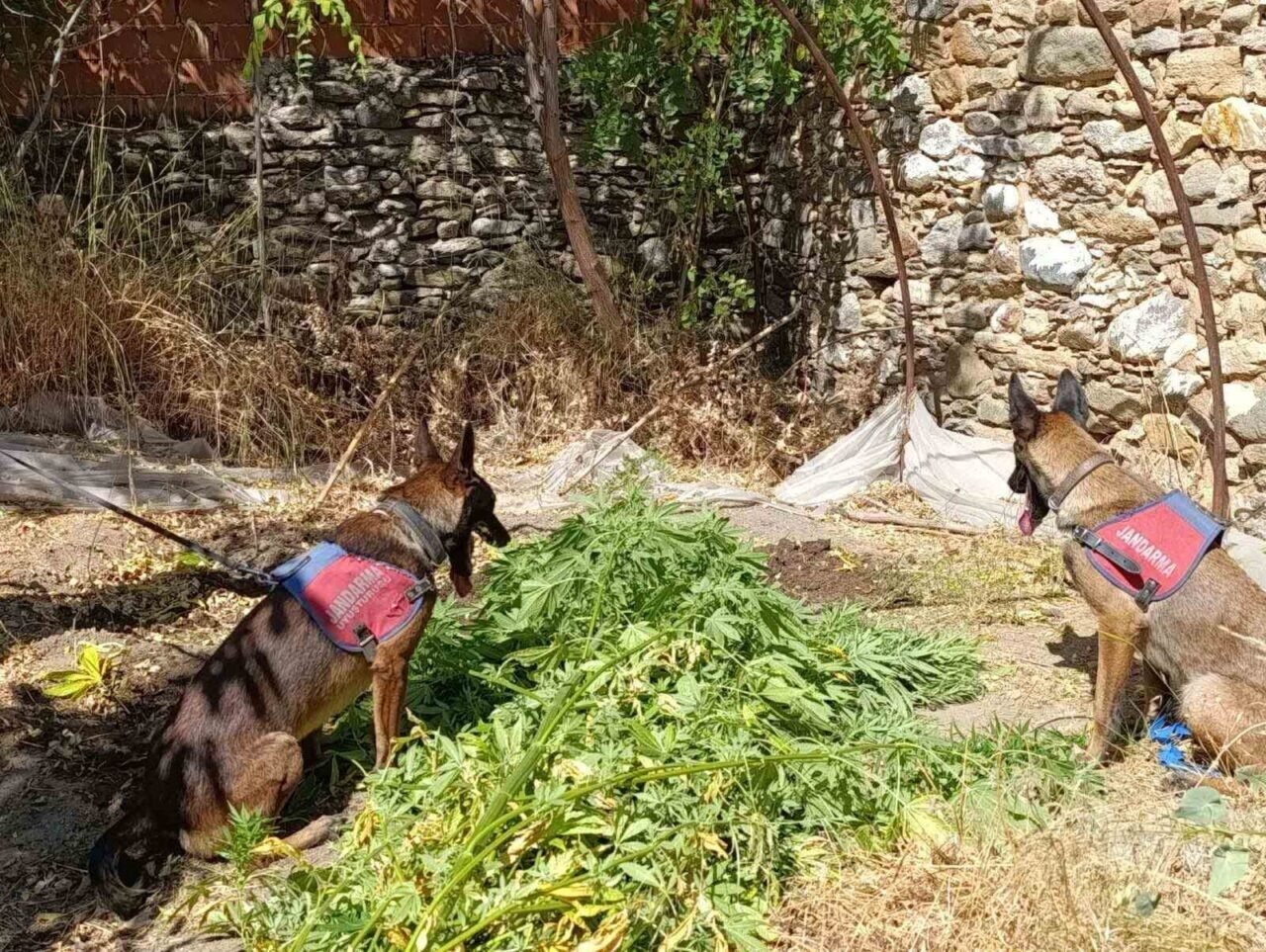 Nazilli’de uyuşturucu operasyonu Nazilli’de uyuşturucu operasyonu