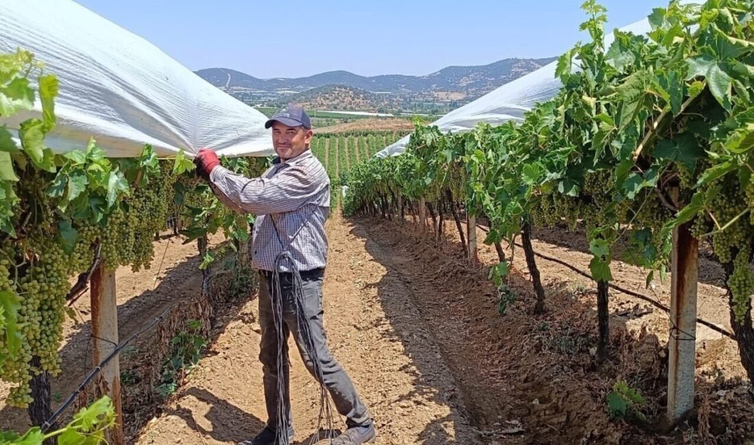 Manisa’nın Sarıgöl ilçesine bağlı Dadağlı, Dindarlı ve Alemşahlı mahallelerinde üzüm