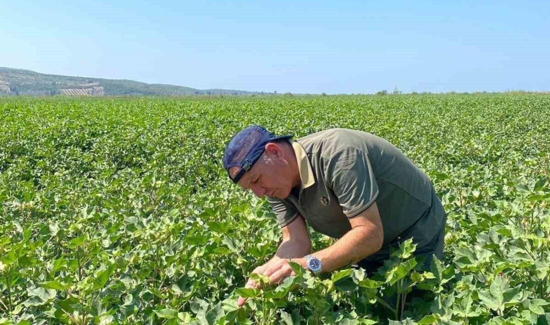 Aydın’ın Didim ilçesinde kontrollerine devam eden ilçe tarım ekipleri, pamuk