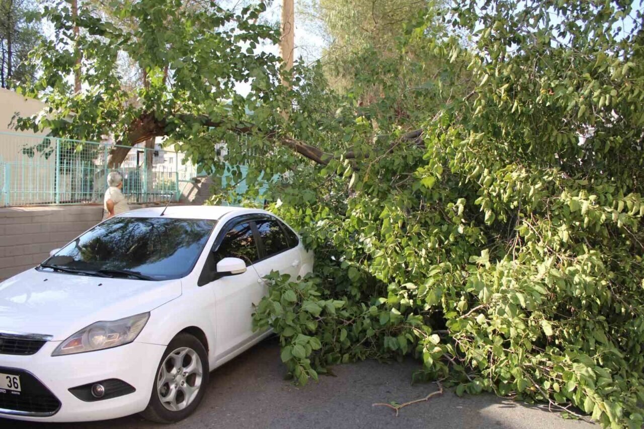 Park halindeki araca ağaç devrildi