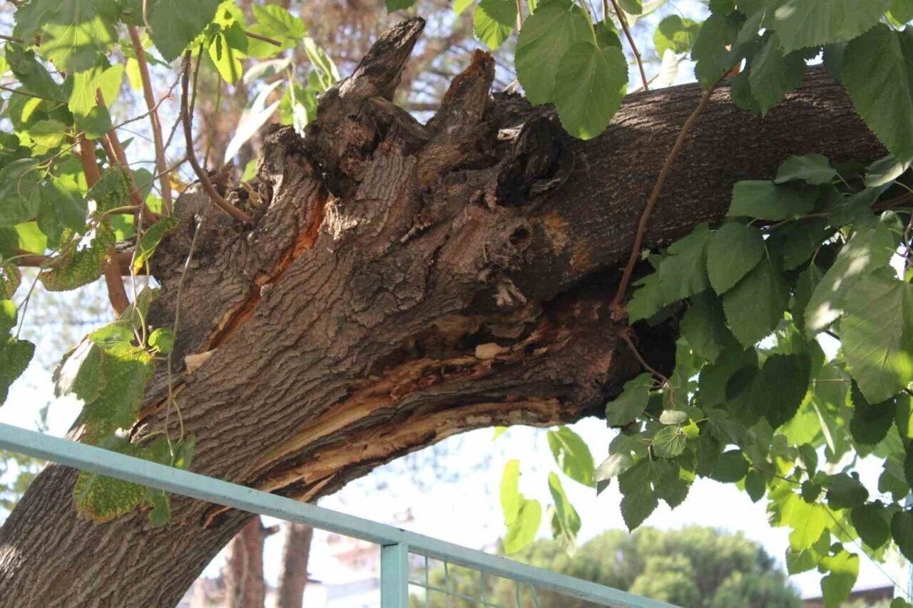 Park halindeki araca ağaç devrildi