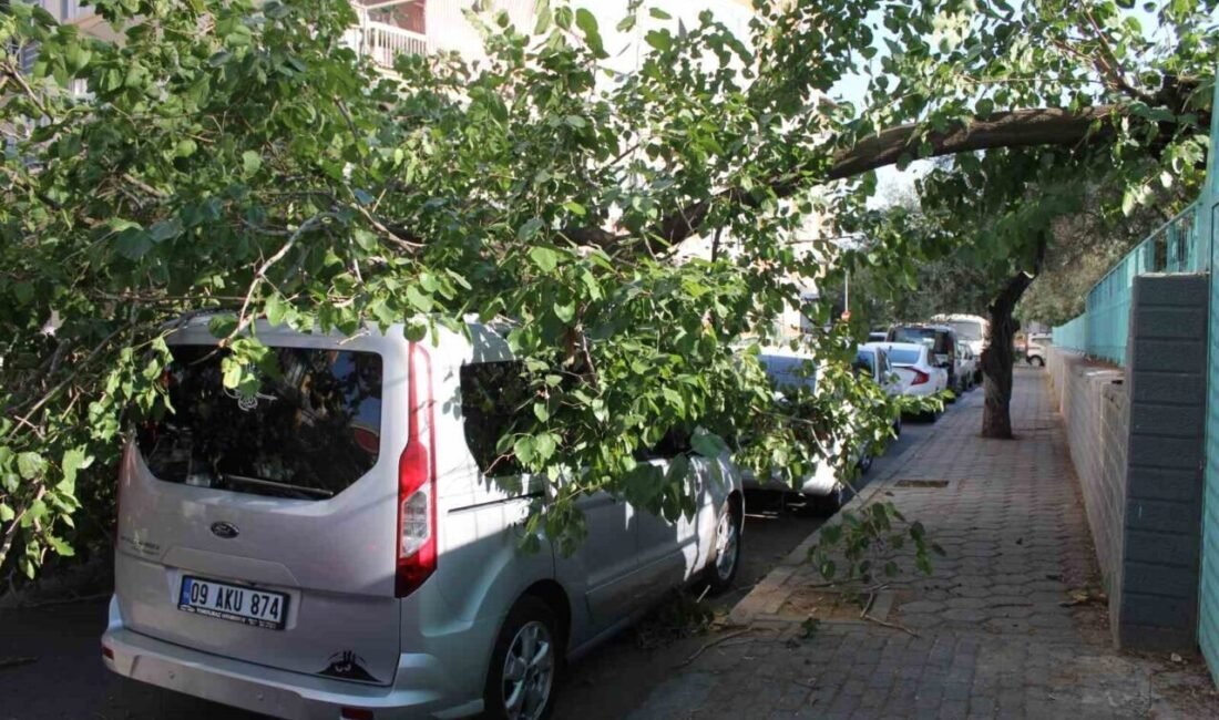 Aydın’ın Efeler ilçesinde park halindeki ağacın üzerine, dut ağacı devrildi.