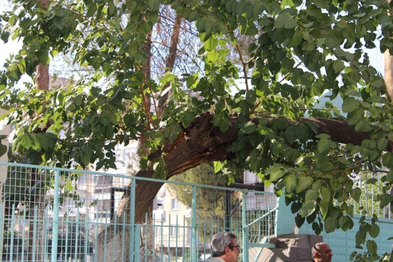 Park halindeki araca ağaç devrildi