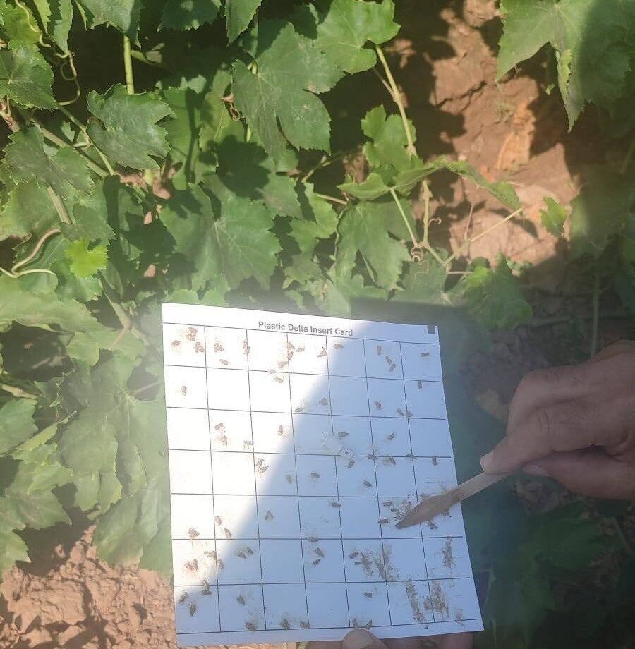 Salihli’de bağcılara salkım güvesi ve unlu bit uyarısı Salihli’de bağcılara salkım güvesi ve unlu bit uyarısı