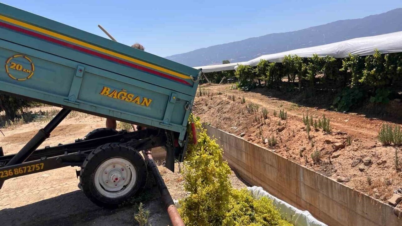 Sarıgöl’de şaraplık üzüm alımları başladı Sarıgöl’de şaraplık üzüm alımları başladı