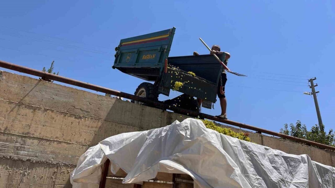 Sarıgöl’de şaraplık üzüm alımları başladı
