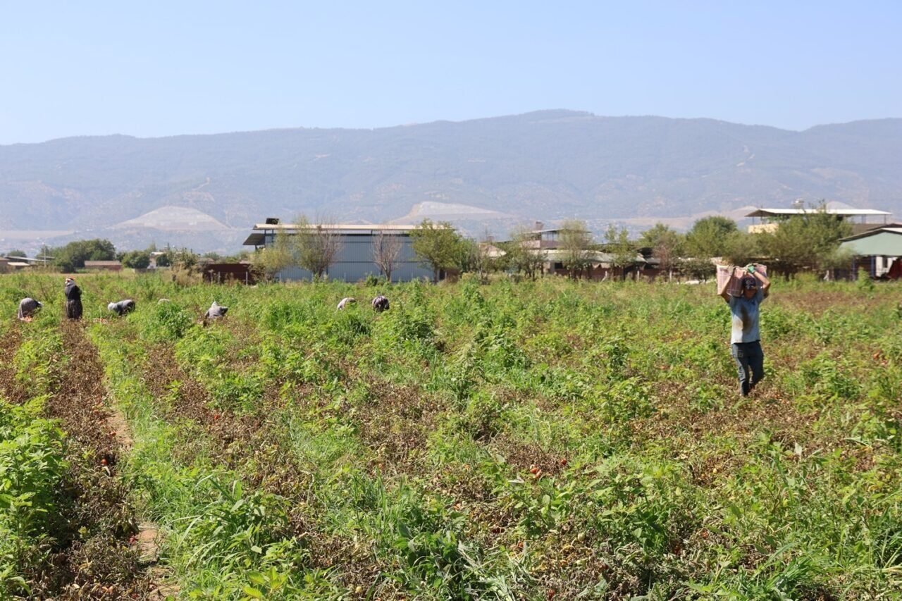 Sıcak hava domatesi vurdu, Aydınlı üretici verim kaybı yaşadı