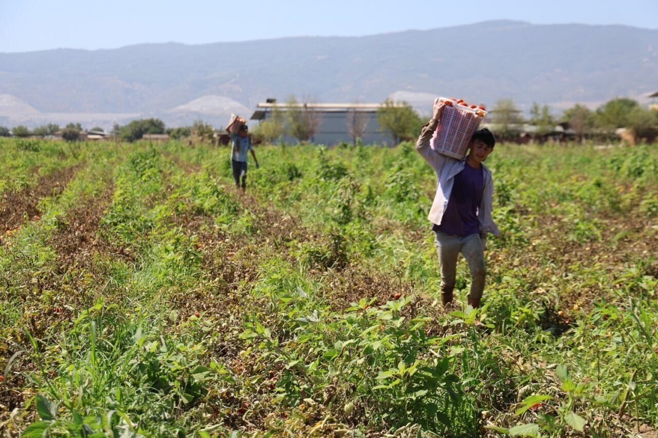 Sıcak hava domatesi vurdu, Aydınlı üretici verim kaybı yaşadı