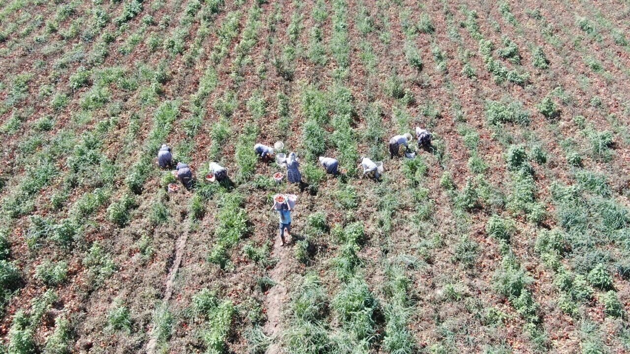 Sıcak hava domatesi vurdu, Aydınlı üretici verim kaybı yaşadı