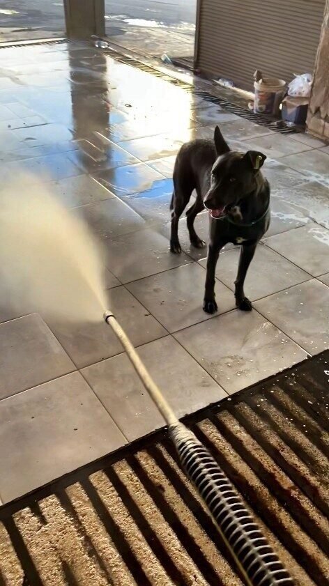 Sıcaktan bunalan köpeğin serinleme yöntemi izleyenleri gülümsetti