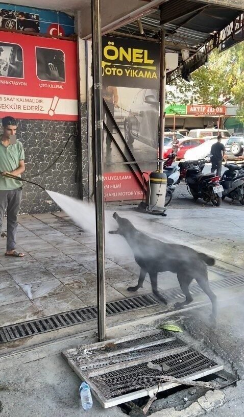 Sıcaktan bunalan köpeğin serinleme yöntemi izleyenleri gülümsetti