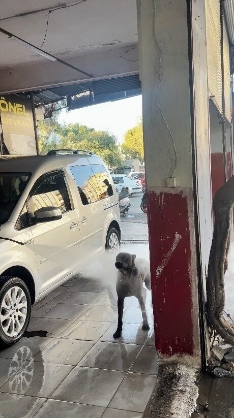 Sıcaktan bunalan köpeğin serinleme yöntemi izleyenleri gülümsetti