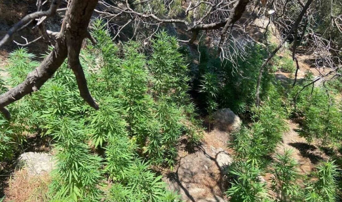 Aydın’ın Söke ilçesinde dağlık alanda 595 kök kenevir ele geçirilirken,