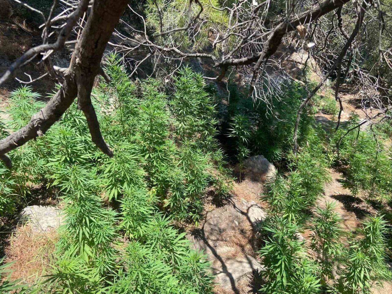 Söke’de 495 kök kenevir ele geçirildi Söke’de 495 kök kenevir ele geçirildi
