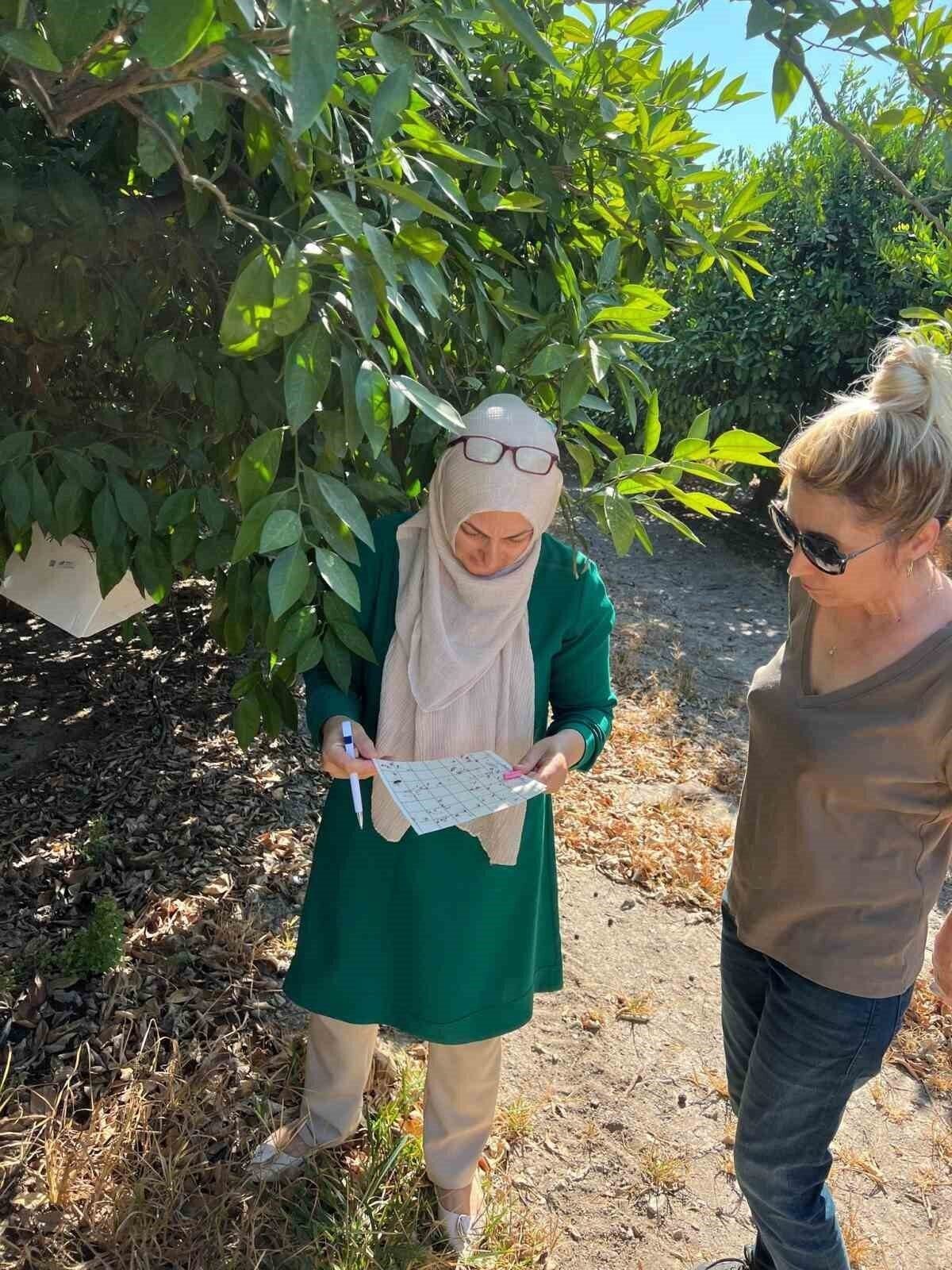 Söke’de tarla ve bahçelerde zararlı kontrolleri gerçekleştirildi