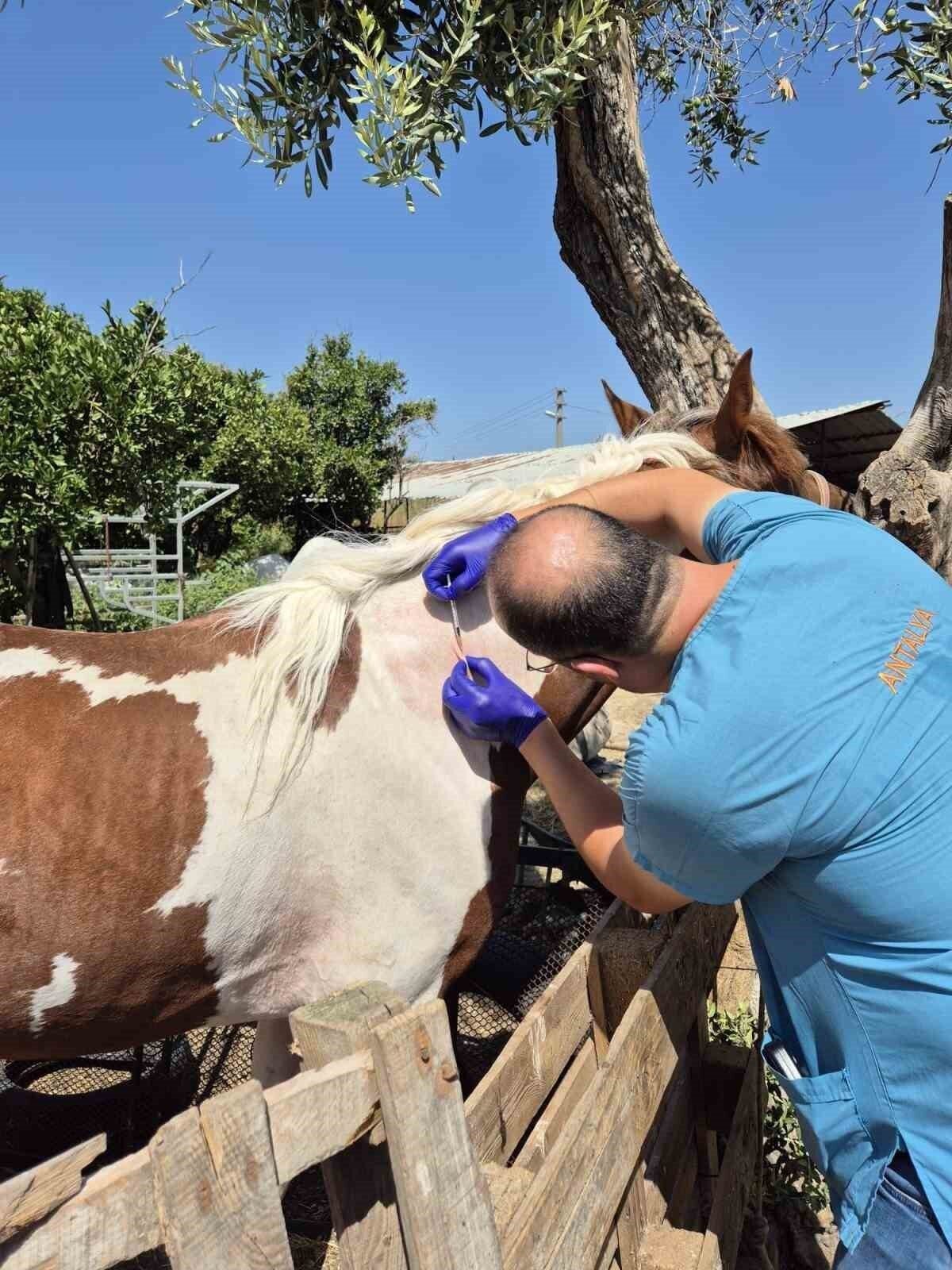 Söke’de tek tırnaklı hayvanlara ruam taraması yapıldı