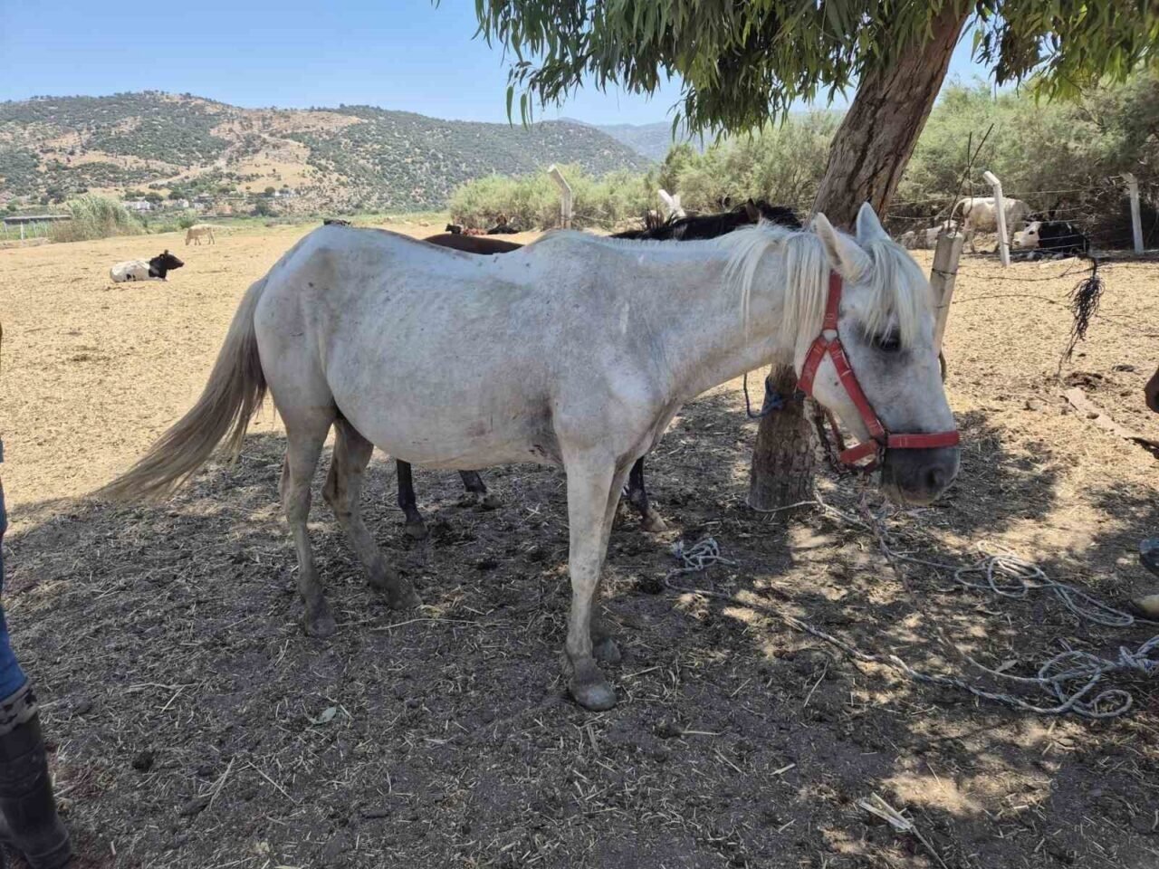 Söke’de tek tırnaklı hayvanlara ruam taraması yapıldı