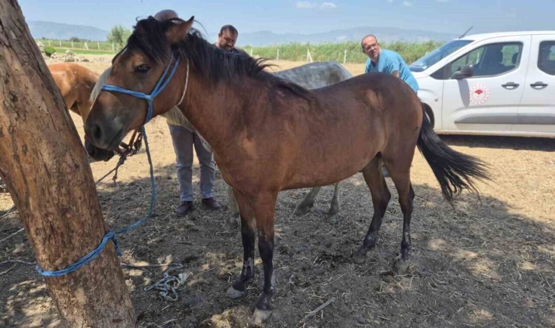 Aydın’ın Söke ilçesinde tek tırnaklı hayvanlara yönelik mallein testi ile