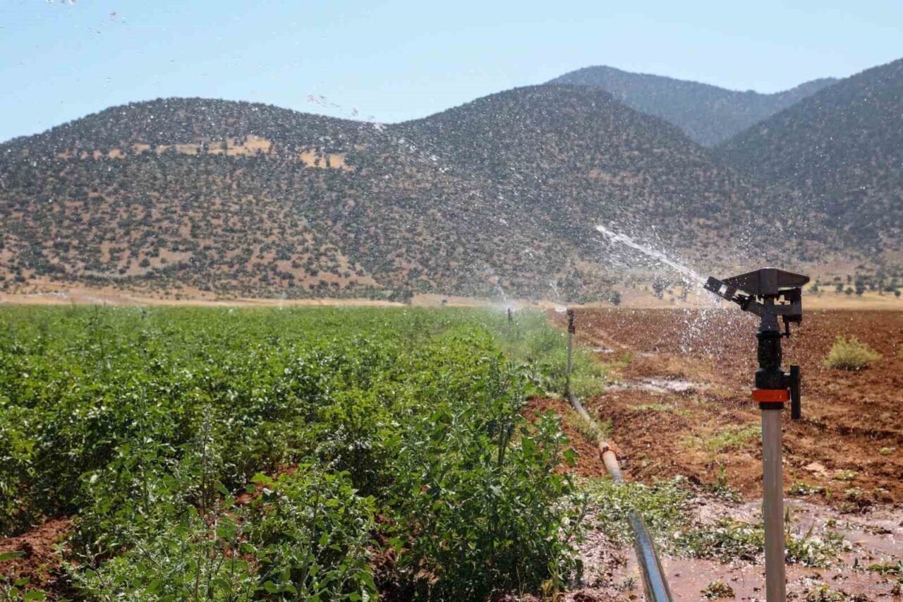 Susuzluk nedeniyle tarım yapılamayan ilçe arıtma suyuyla yeşerdi