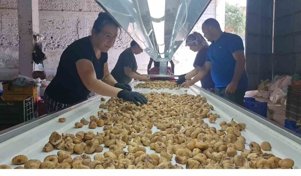 Tire’de incir hasatında işçi maaşı 90 bin TL oldu