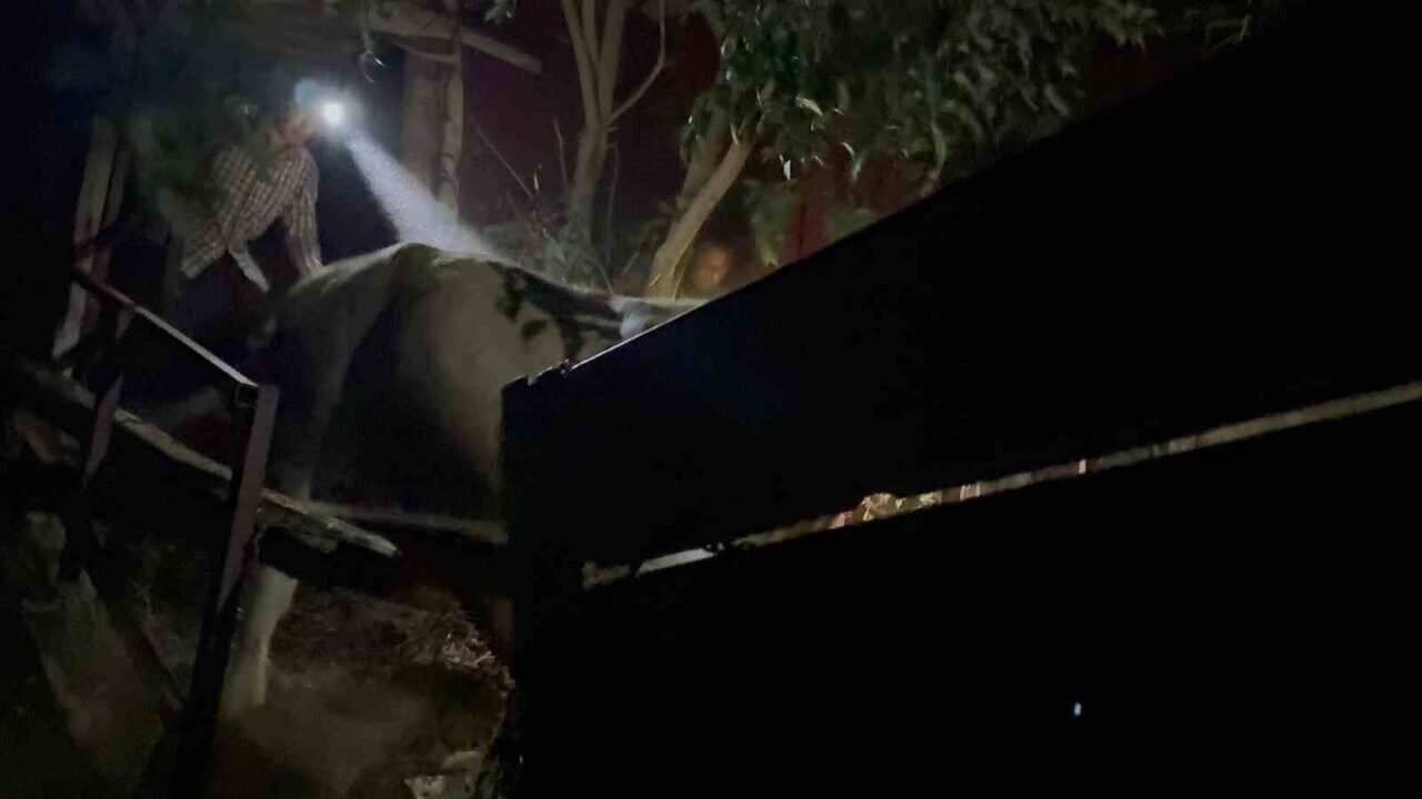 Yaban keçileri yangın sebebiyle doğal yaşam alanlarından kaçarken görüntülendi