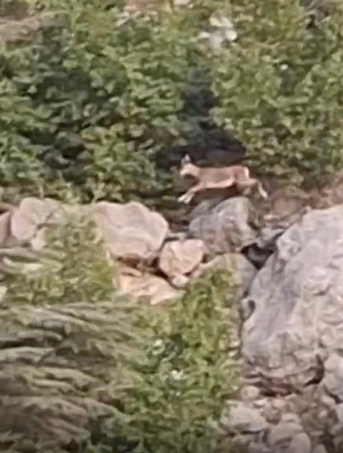 Yaban keçileri yangın sebebiyle doğal yaşam alanlarından kaçarken görüntülendi