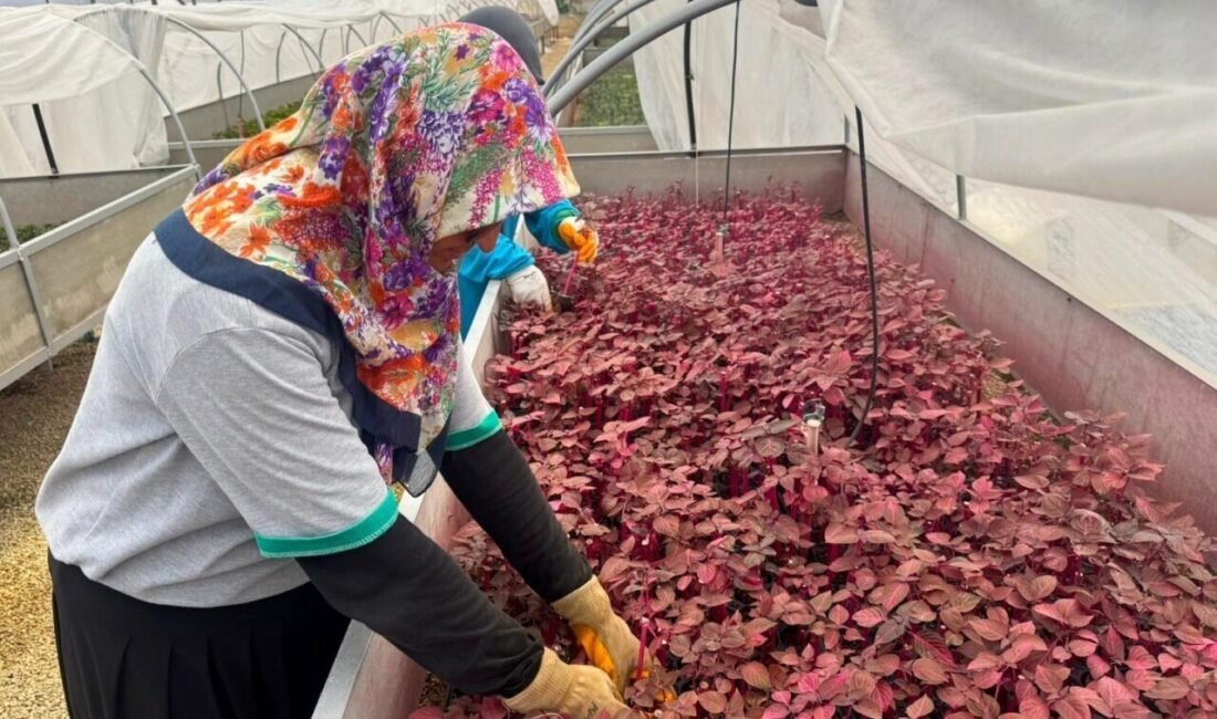 Alanya Belediyesi, kadın istihdamını artırmaya yönelik çalışmalarına devam ediyor. Temizlik