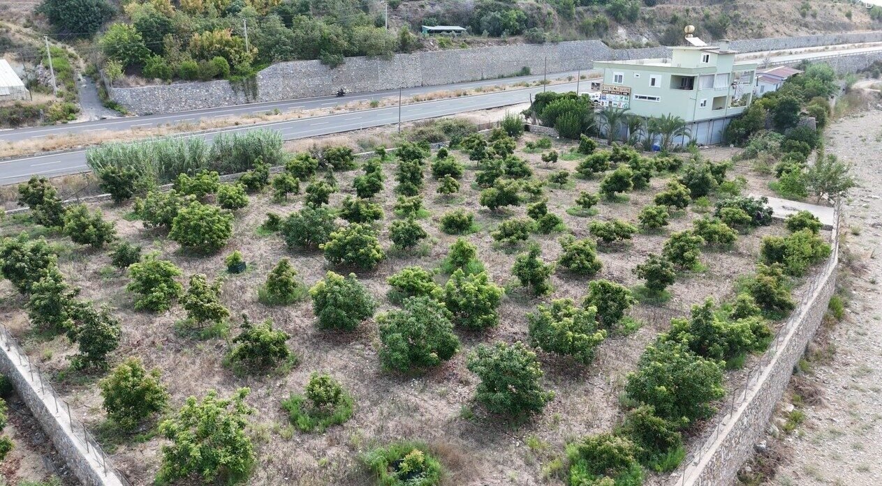 Alanya’da erkenci Clifton cinsi avokado hasadı başladı Alanya’da erkenci Clifton cinsi avokado hasadı başladı