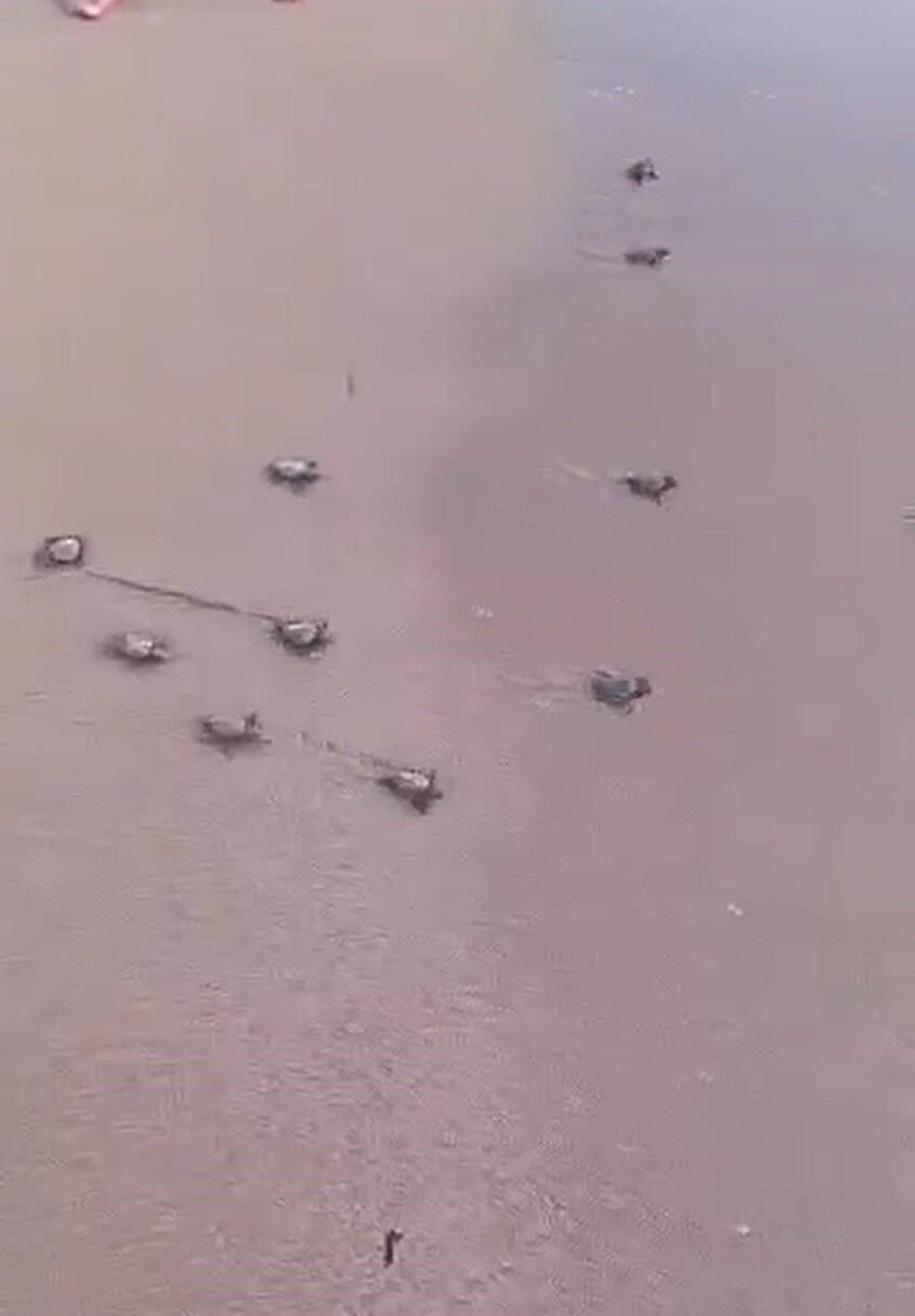 Didim’de 47 yavru caretta caretta denize ulaştı