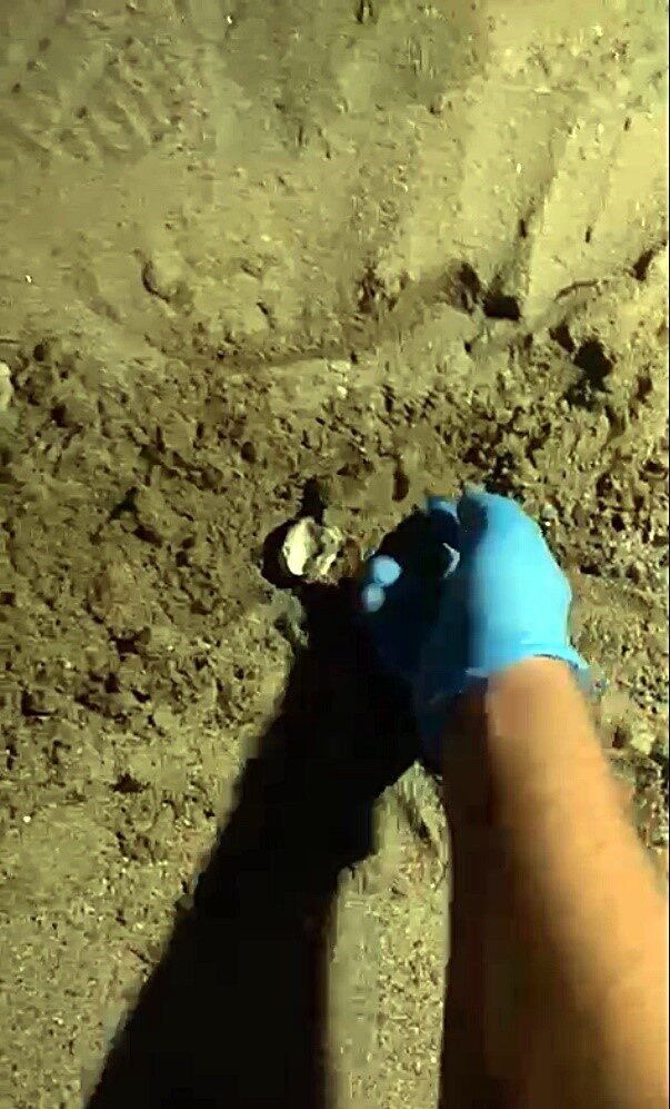 Didim’de 47 yavru caretta caretta denize ulaştı