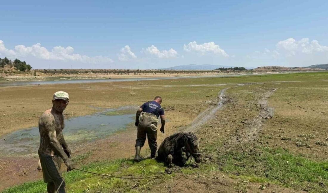 Manisa’nın Alaşehir ilçesinde su arayışına çıkan iki katırı saplandıkları bataklıktan