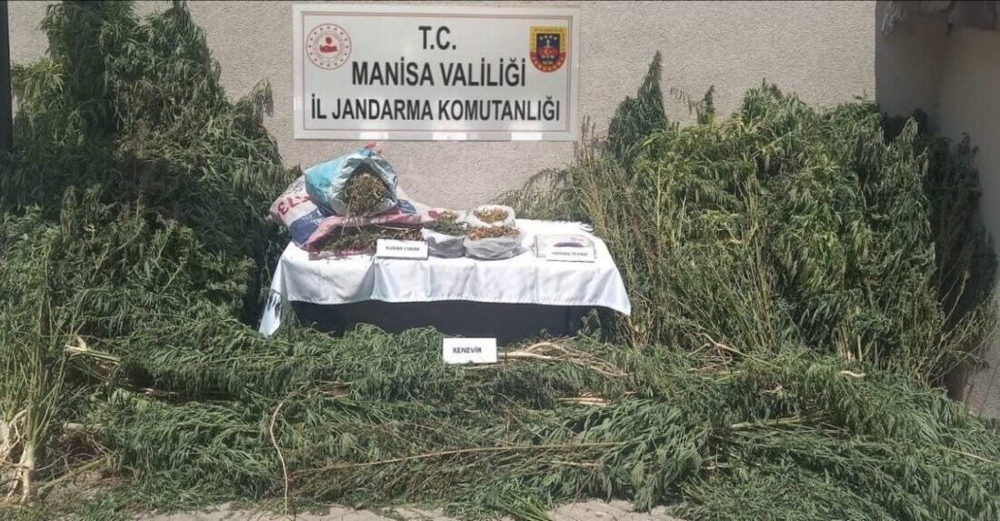 Gördes’te jandarmadan kenevir operasyonu Manisa’nın Gördes ilçesinde jandarma ekipleri tarafından yasadışı kenevir ekimi yaptığı