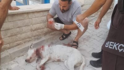 Hamile köpeği tüfekle vuran şahıs tutuklandı. Köpeği vuran caninin karakolda