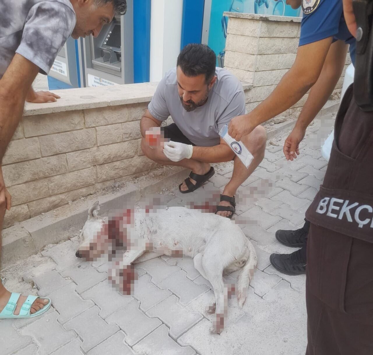 Hamile köpeği tüfekle vuran cani tutuklandı Hamile köpeği tüfekle vuran cani tutuklandı