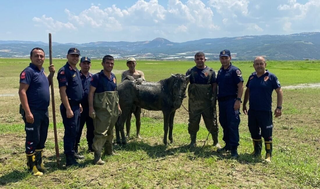 Manisa’nın Alaşehir ilçesinde su arayışına çıkan iki katır bataklığa saplandı.