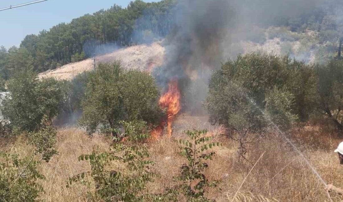 Kumluca’da çıkan yangında 1 dönümlük zeytin bahçesi zarar gördü. Antalya’nın