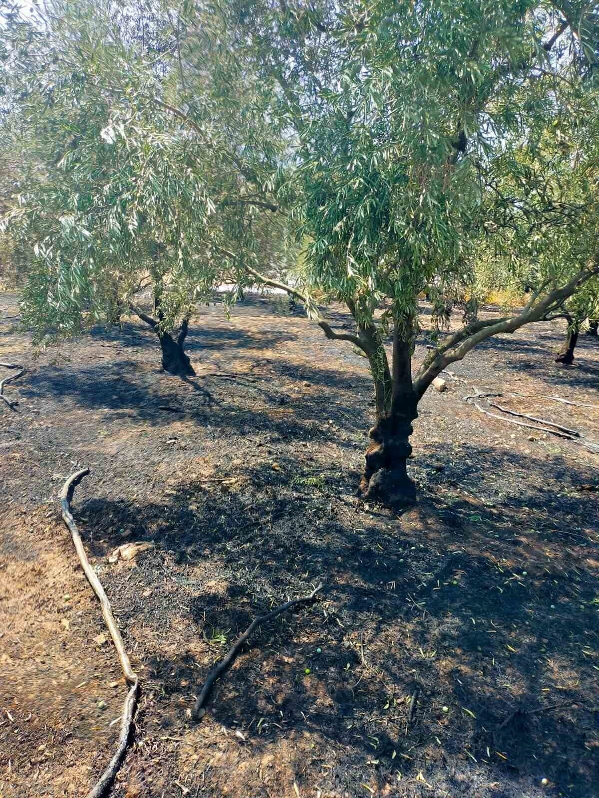 Kumluca’da çıkan yangında bir dönüm zeytinlik alan yandı