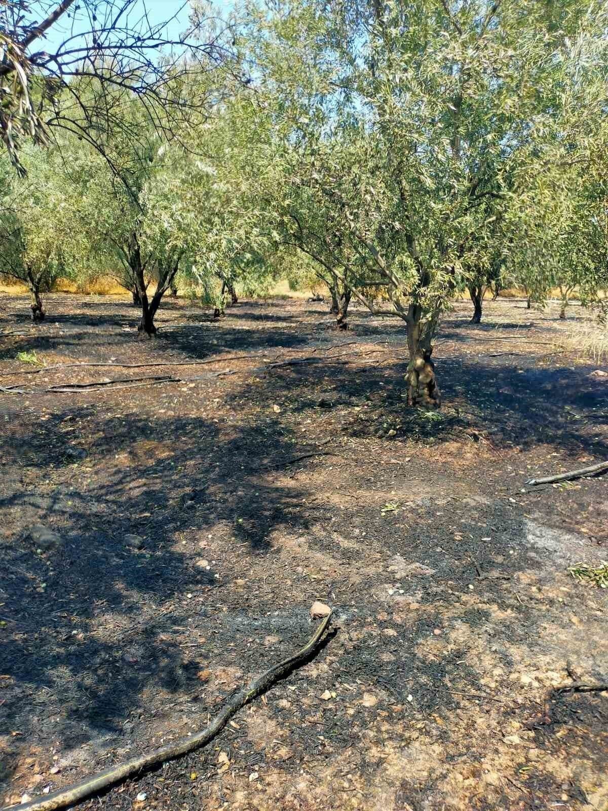 Kumluca’da çıkan yangında bir dönüm zeytinlik alan yandı