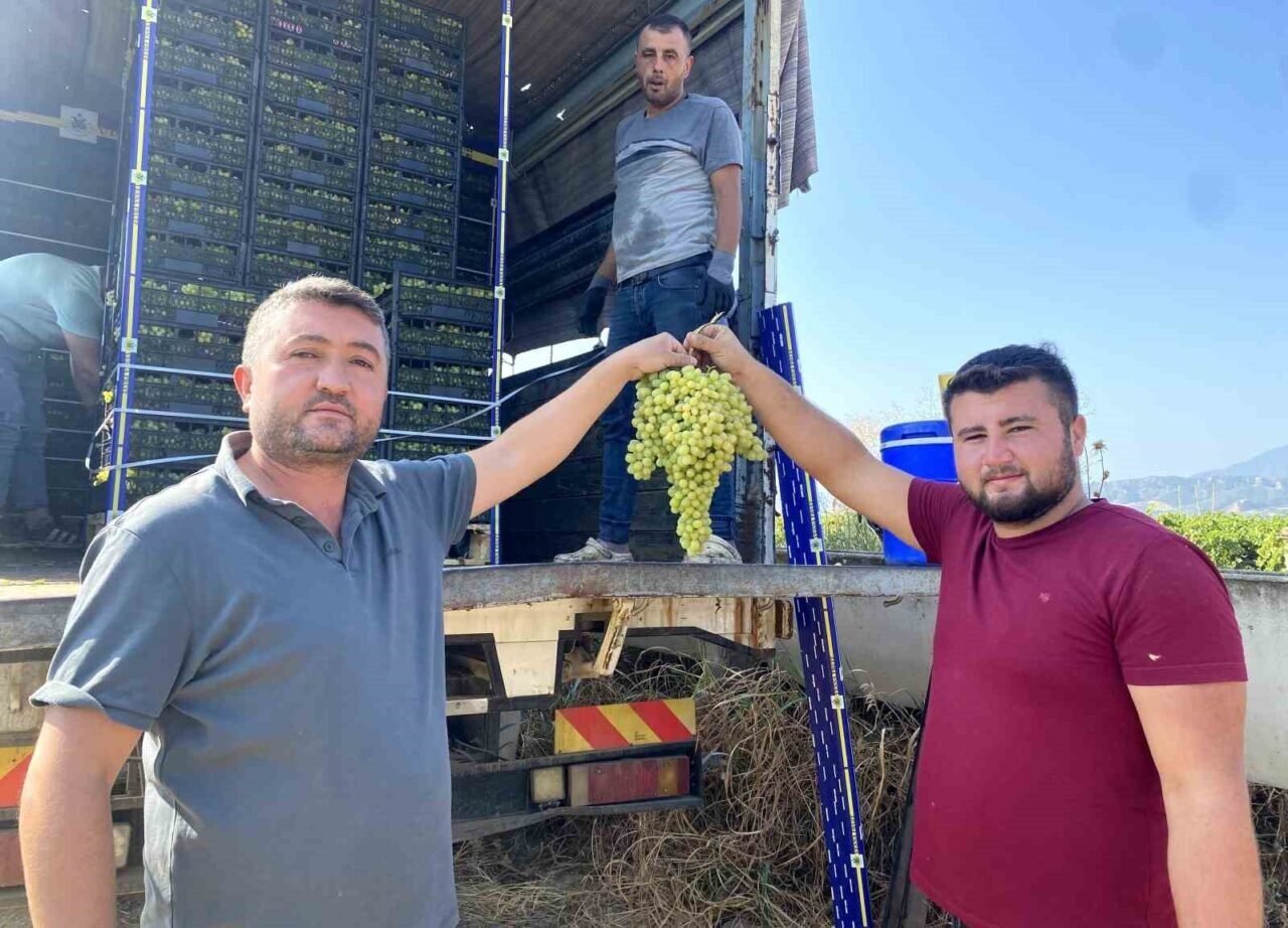 Manisa’nın dünyaca ünlü çekirdeksiz sofralık Sultaniye üzümünde hasat başladı