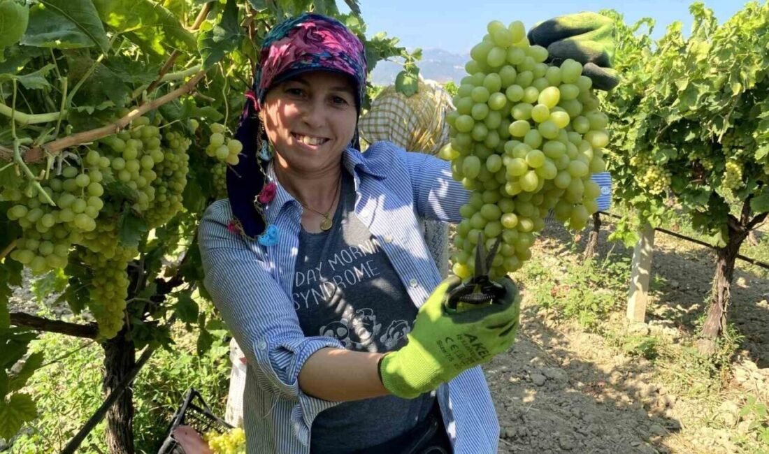 Manisa’nın coğrafi işaretli dünyaca ünlü çekirdeksiz sofralık Sultaniye üzümünde 3