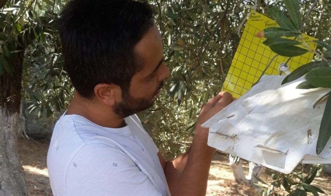 Söke İlçe Tarım’dan zeytin sineği uyarısı Aydın’ın Söke ilçesinde İlçe Tarım Müdürlüğü ekipleri üreticileri zeytin sineği