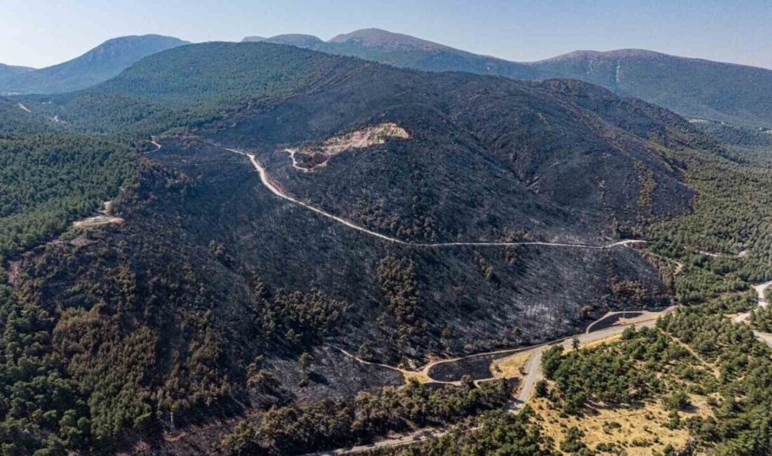 Manisa’nın Soma ilçesi Turgutalp Mahallesi’nde 11 Ağustos’ta çıkan orman yangını,