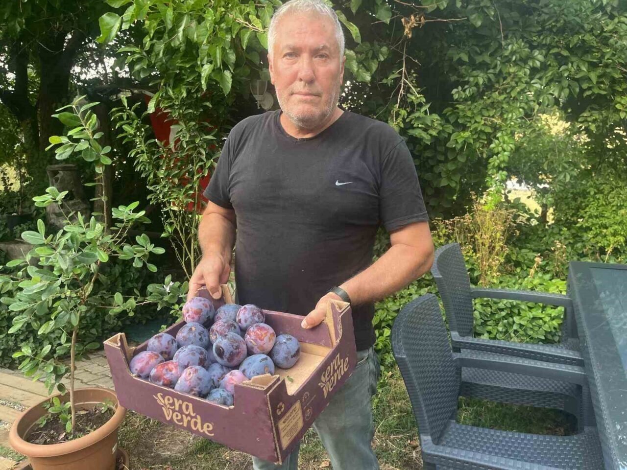 Süleymanlı Yaylasında yetişen eriklerin 5 adeti 1 kilo geliyor