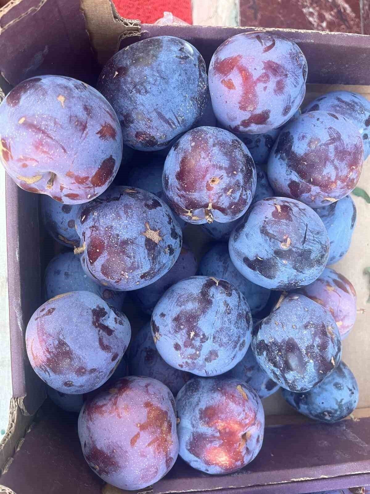 Süleymanlı Yaylasında yetişen eriklerin 5 adeti 1 kilo geliyor