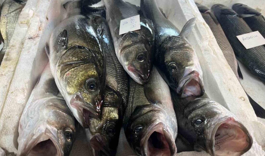 İzmir’de amatör balıkçıların gece boyunca tuttuğu deniz ürünleri, sabahın erken