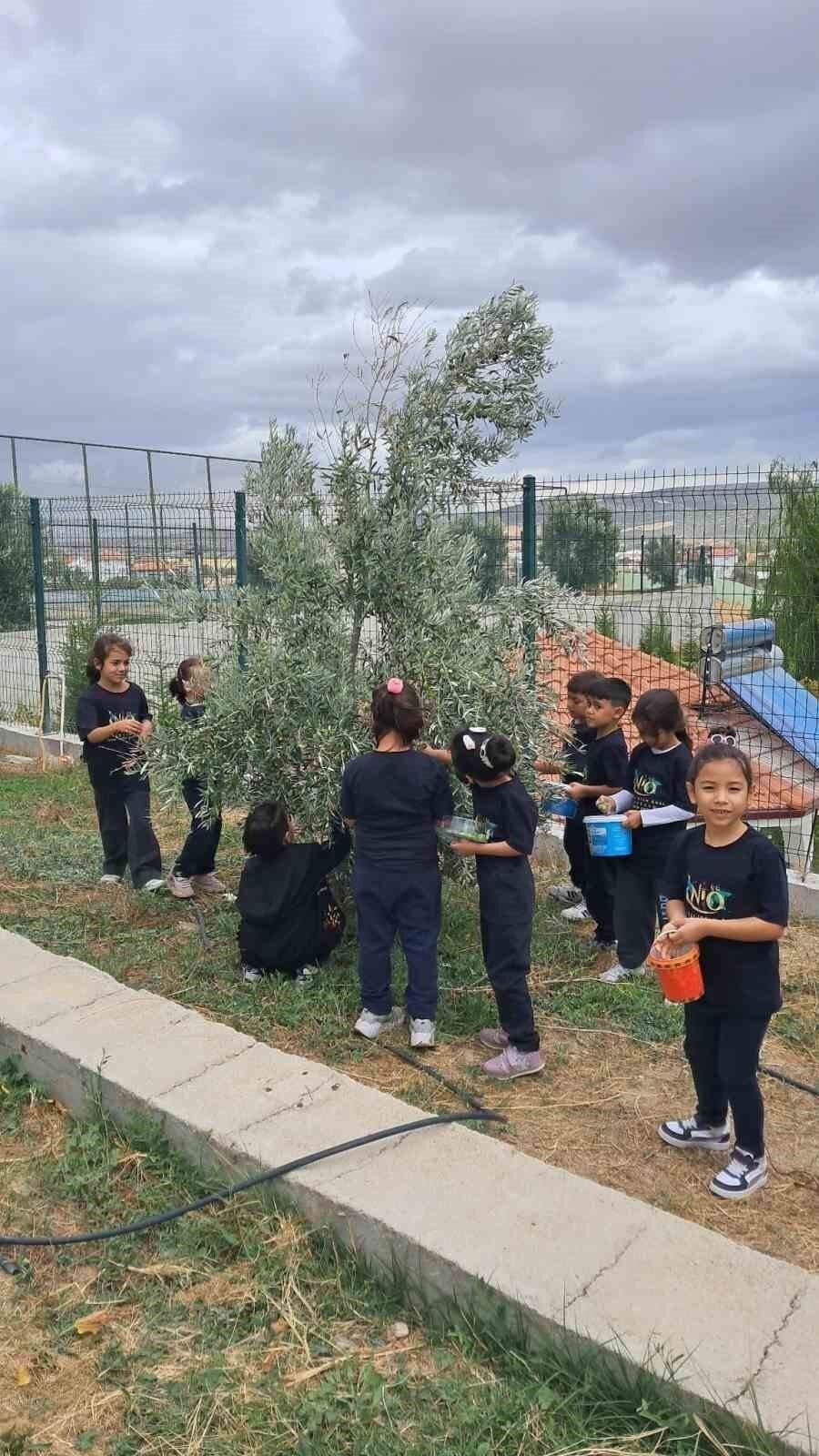 İlkokul öğrencileri okul bahçesindeki zeytin ağaçlarında hasat yaptı