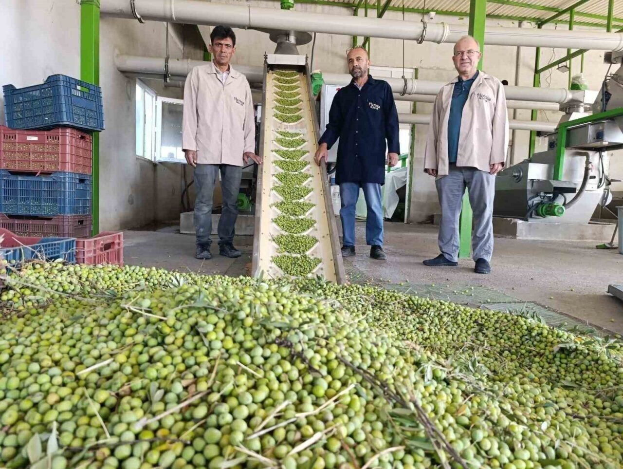 Köprübaşı’nda zeytin sıkım sezonu başladı