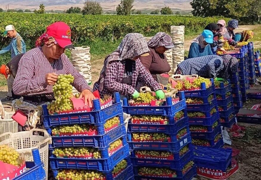 Manisa’nın Sarıgöl ilçesinin verimli ovalarında üzüm hasadı yoğun bir şekilde