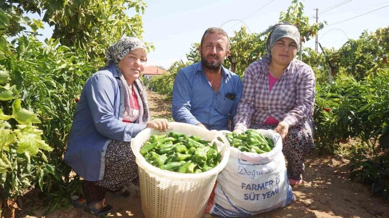 Ünlü Emcelli Biberi yok oluyor Ünlü Emcelli Biberi yok oluyor